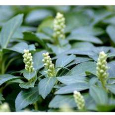 Vinterglans PACHYSANDRA ter. 'Green Carpet' Vinterglans