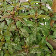 Pebermynte Pebermynte - Mentha piperita Plantesæt