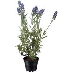 Planter lavendel Lavendel Kunstig plante