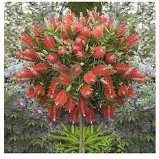 Very Callistemon 'Bottlebrush' Standard