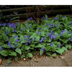OMP OMPHALODES verna Kærminde Blomsterfrø
