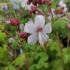 Storkenæb Spessart - Geranium macrorrhizum