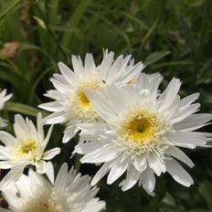 Leucanthemum Supberbum 'Wirral Supreme' Staude