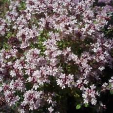 Timian Pink Chintz Thymus praecox Pink Chintz Prydbusk