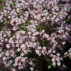 Prydbuske Timian Pink Chintz Thymus praecox Pink Chintz