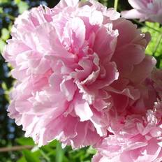 Silkepæon Silkepæon Angel Cheeks Paeonia lactiflora Angel Prydbusk