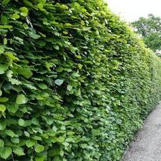 Fagus Sylvatica 150-180cm 5-pack Hækplante