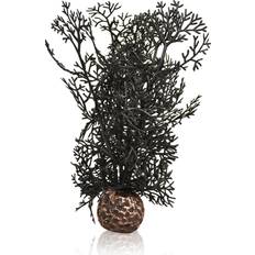 Sea Fan