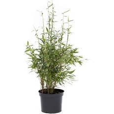 Bambus Bimbo Potteplante