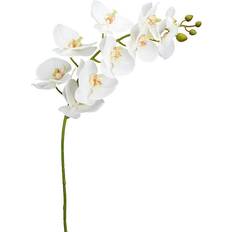Orkidéstjälk Phalaenopsis.