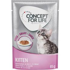 Concept for life maine coon Concept for Life Maine Coon Kitten förbättrad
