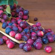 Gurney's Saskatoon Blueberry Vaccinium, Live Bareroot