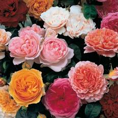 Ornamental Shrubs You Garden Old English Shrub Rose Collection 5-pack