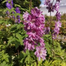 Hvid Springvand & Havedamme DELPHINIUM pacific 'Magic Fountain' lilla Ridderspore