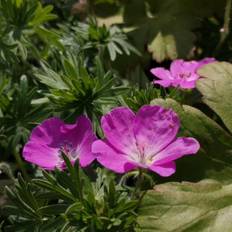 Storkenæb planter Storkenæb - Geranium sanguineum Blomsterfrø