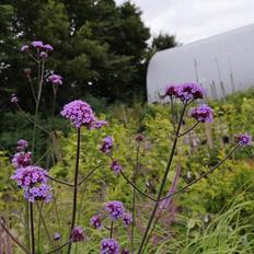 Kæmpe verbena Kæmpejernurt Verbena bonariensis Grøntsagsfrø