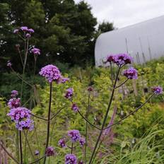 Kæmpe verbena Kæmpe verbena Kæmpejernurt Verbena bonariensis