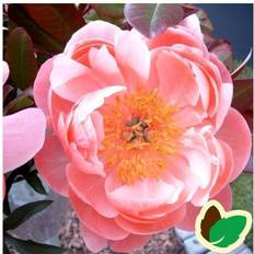 Silkepæon PAEONIA lactiflora 'Coral Charm' Silkepæon Prydbusk