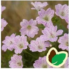 Storkenæb planter Storkenæb - Geranium versicolor Blomsterfrø