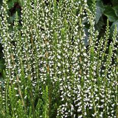 Efterårslyng Calluna vulgaris 'Helena' Efterårslyng Sommerblomst