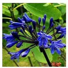 Agapanthus Agapanthus Hybrid 'Black Buddhist' Staude