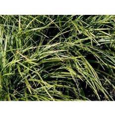 Japansk planter CAREX morrowii 'Variegata' Japansk Prydbusk