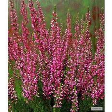 Efterårslyng Calluna vulgaris 'Athene' Efterårslyng Sommerblomst
