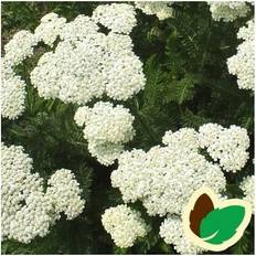 Røllike White Beauty - Achillea millefolium White Staude