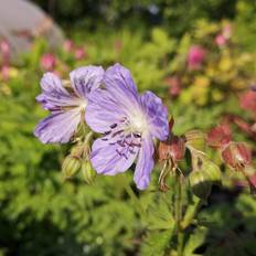 Storkenæb planter Eng Storkenæb Mrs. Kendall Clark pratense Sommerblomst