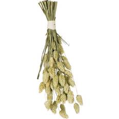 Kanarisk Fuglefrø 20Gr