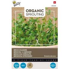 Økologiske broccolispirer, frø Grøntsagsfrø
