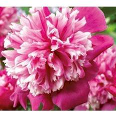 Silkepæon PAEONIA lact. 'Celebrity' Silkepæon Blomsterfrø