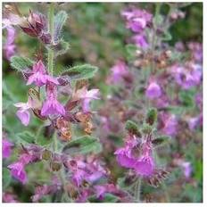 Kortlæbe - Teucrium chamaedrys