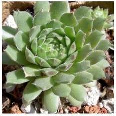 Husløg Husløg Greenii - Sempervivum calcareum Greenii Blomsterfrø