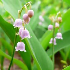 Liljekonval Rosea - Convallaria majalis Blomsterfrø