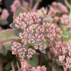Sedum SEDUM t. 'Seduction Green-Pink' Sankthansurt Blomsterfrø