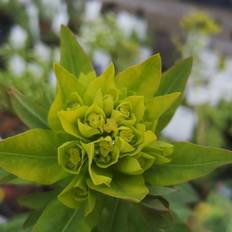 Prydbuske Vortemælk - Euphorbia palustris