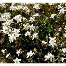 Potentilla planter POTENTILLA tridentata 'Nuuk' Potentil Prydbusk
