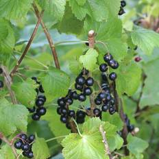 Solbærbusk Ben Alder Ribes nigrum Prydbusk