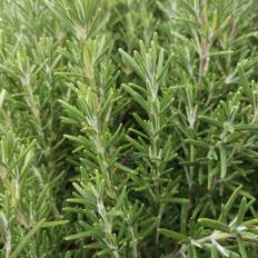 Rosmarin plante Rosmarin Blue Winter Rosmarinus officinalis Sommerblomst