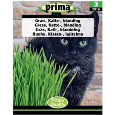 Prima Krukker, Planter & Dyrkning Prima Højeste kvalitet af Kattegræs frø Blomsterfrø