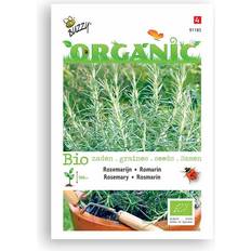 Rosmarin plante Buzzy® frø - Rosmarin Grøntsagsfrø