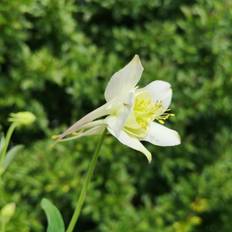 Akeleje Kristall - Aquilegia caerulea Kristall