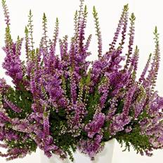 Efterårslyng Efterårslyng - Calluna vulgaris Nico Sommerblomst
