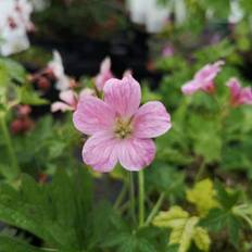 Storkenæb 'Rose Clair' Staude