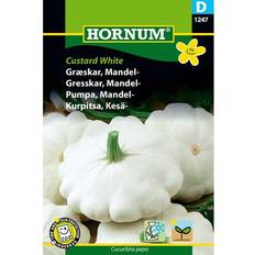 Hornum Mandelpumpa 'Custard White', frö