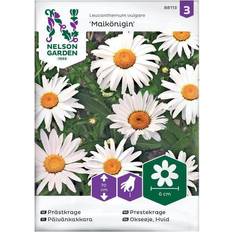 Kukansiemenet Nelson Garden Prästkrage, Maikönigin, vit