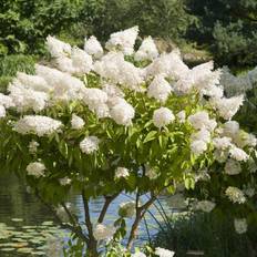 Vipphortensia Vipphortensia 'Grandiflora' Sh 80-100 co