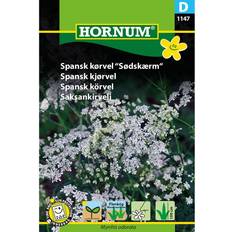 Hornum Spansk Kørvel frø, Sødskærm Blomsterfrø