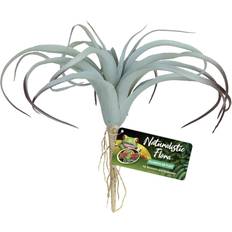 Tillandsia Zoo Med Tillandsia Air Plant 1 EA